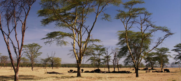 Africa Climate Week 2023: Charting a fresh course for climate action